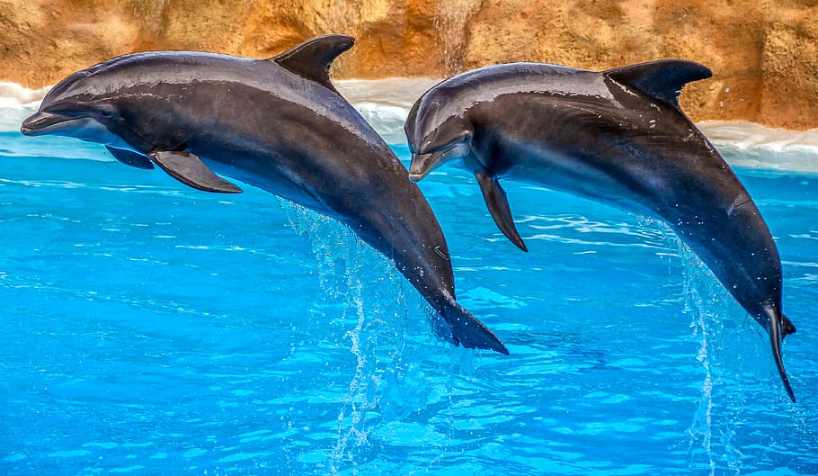 dolphins, animal, nature, dolphin show, water, swim, jump, synchronous, show, animal show