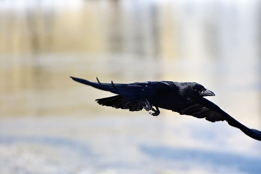 raven, crow, raven bird, bird, black, feather, common raven, bill, animal, nature