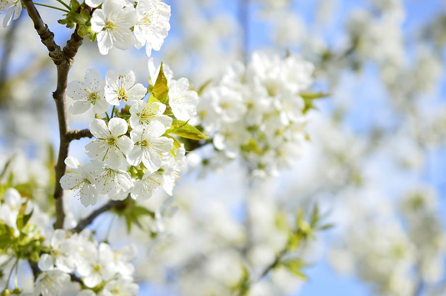 flor de cerezo, flor, floración, cereza floreciente, cerezo, cereza dulce, ramita floreciente, apogeo, blanco, primavera