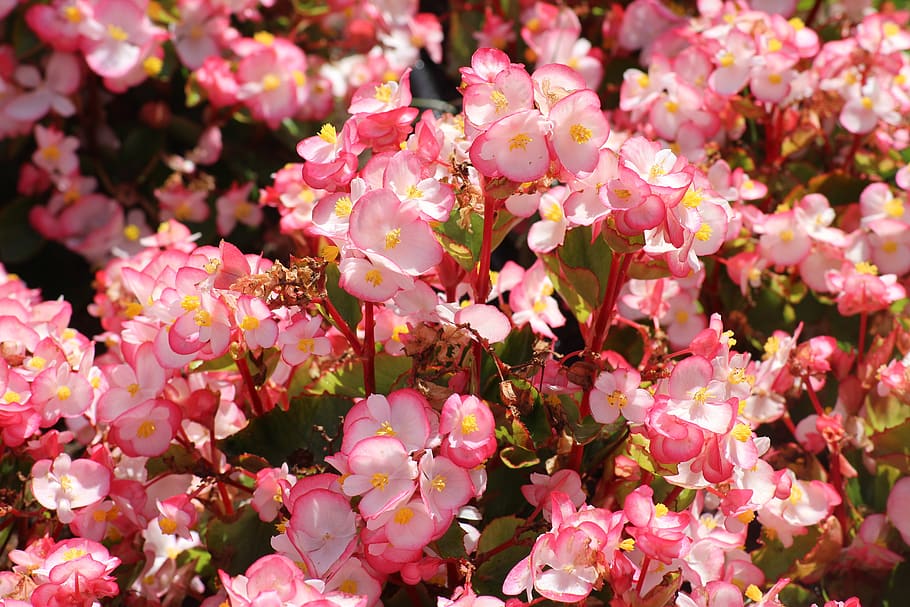 begonia, flowers, tiny flowers, pink, summer, nature, decorative, plant, beautiful, flower