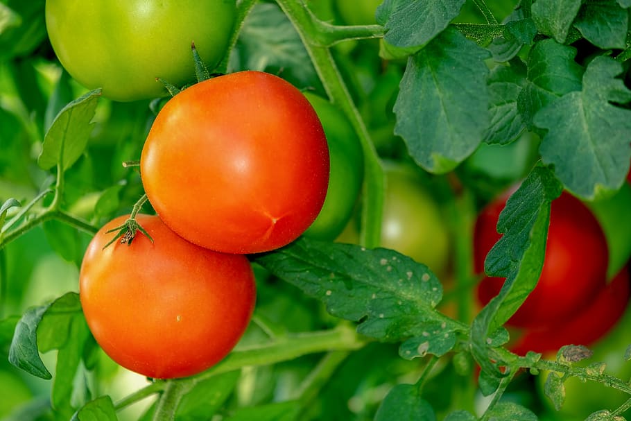 tomatoes, bush, vegetables, nachtschattengewächs, bush tomatoes, tomatenrispe, agriculture, cultivation, healthy, vitamins