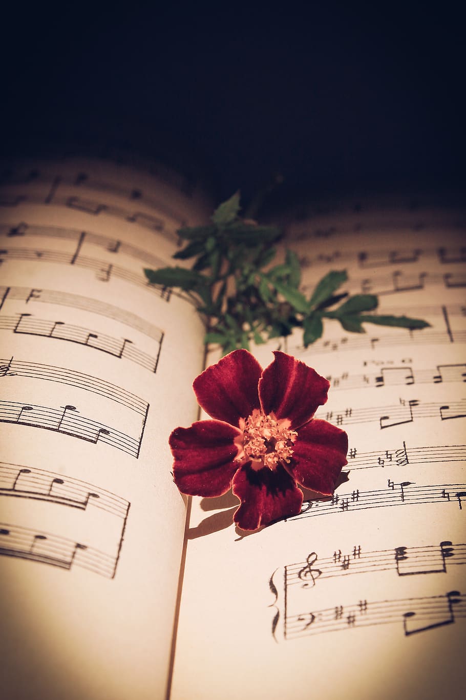 musical note, red rose, rose, red flower, flower, romantic, life, nature, carnation, manuscript