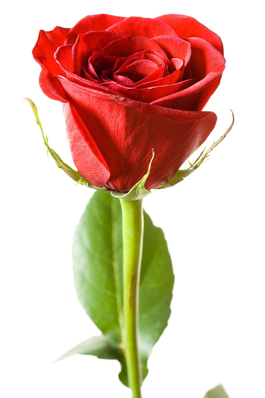rose, red, white, flores, closeup, isolated, decoration, bud, nobody, flirting