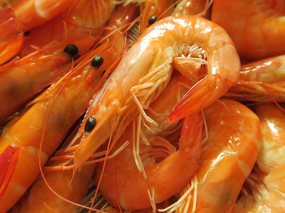 seafood, shrimp, foodie, food, food and drink, freshness, healthy eating, wellbeing, orange color, close-up