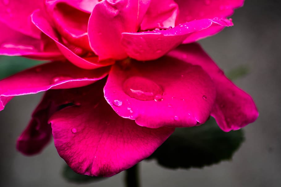 merah muda, daun bunga, mawar, bunga, tanaman, air, tetesan hujan, tanaman berbunga, keindahan di alam, kesegaran