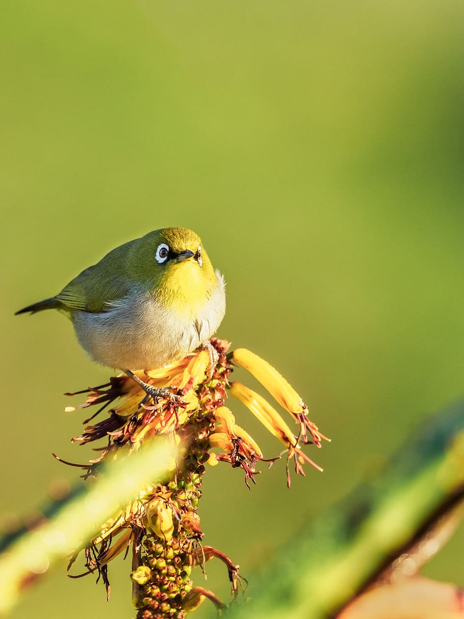 cape white-eye, bird, nature, wildlife, yellow, animal, greenfinch, wild, branch, beak