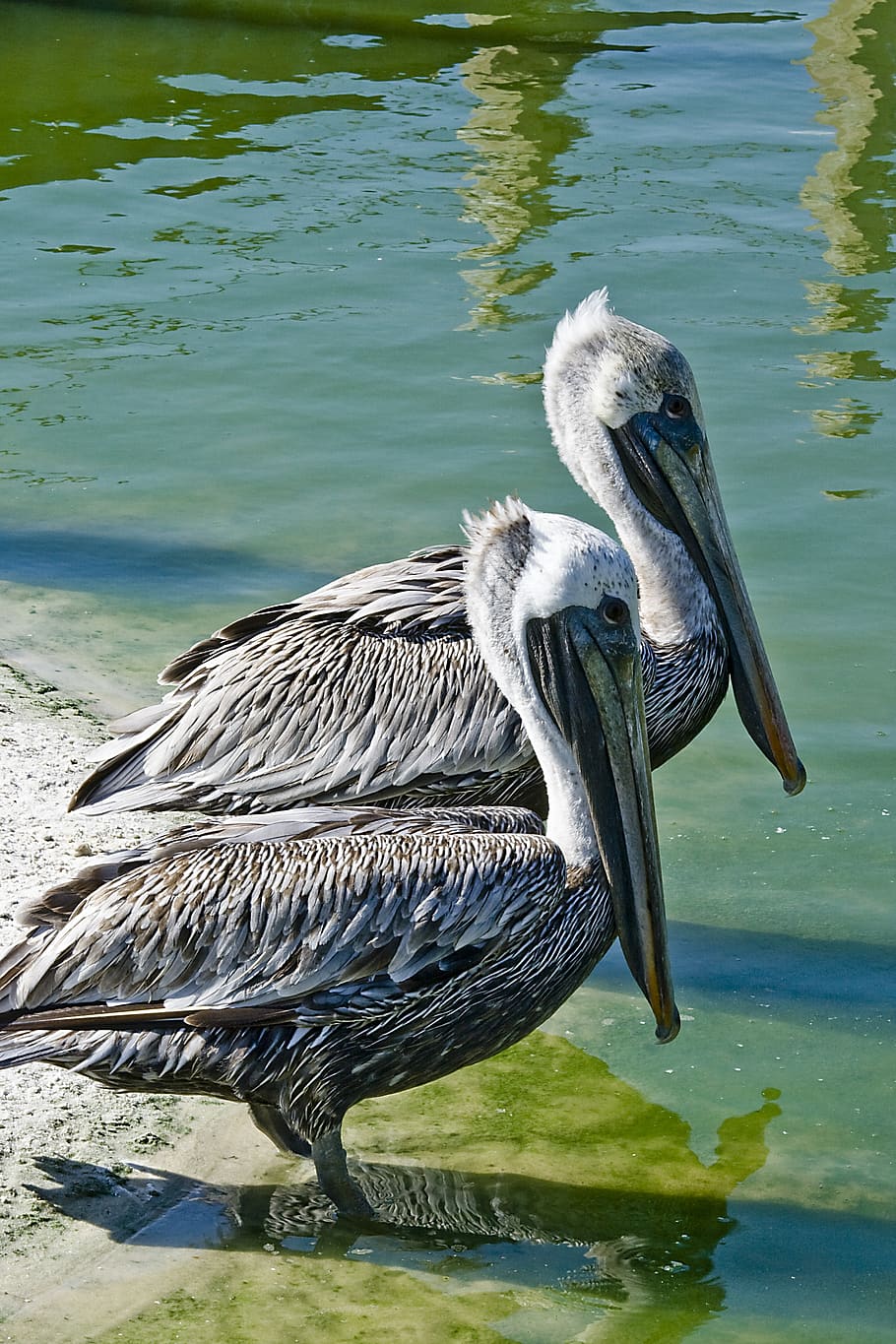 pelican, brown pelican, wading, florida, brown, large, feathers, nature, wildlife, water