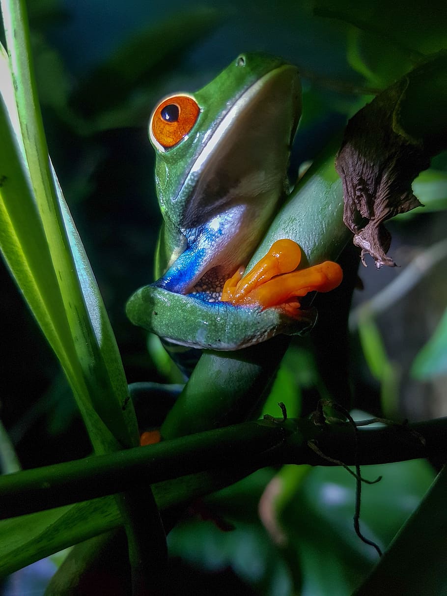 frog, costa rica, red eyed leaf frog, animals in the wild, animal themes, vertebrate, plant, animal wildlife, animal, close-up