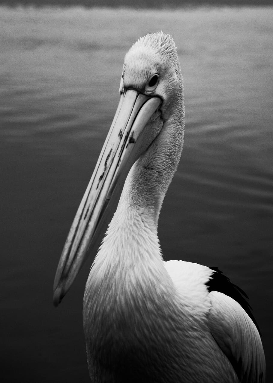 pelican, bird, beach, australia, water, beak, bill, plumage, feathers, avian