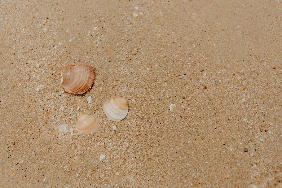 fundo de praia de areia, conchas do mar, &, seixos, -, muitos, redondo, pequeno, pedras, praia