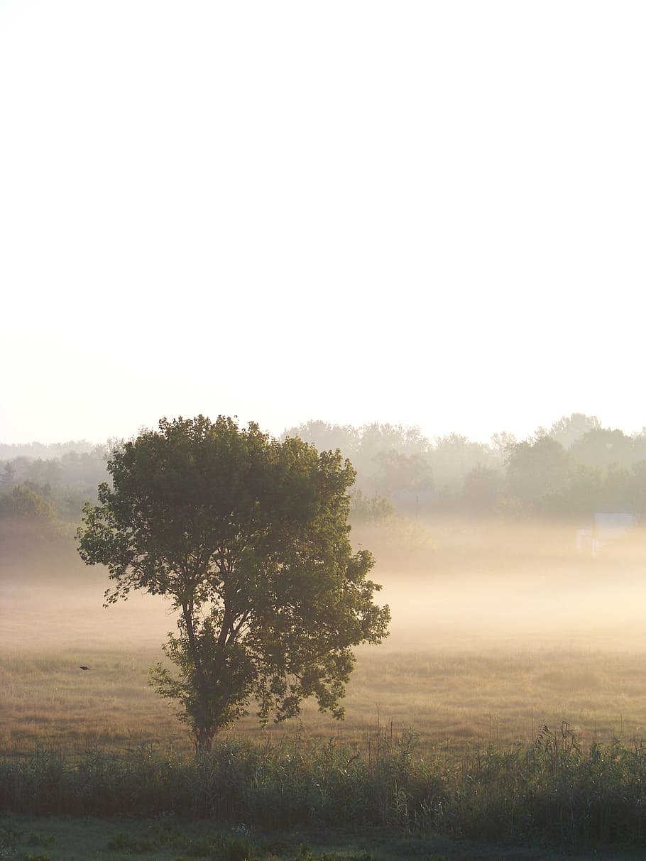 nevoeiro, manhã, verão, madrugada, ucrânia, árvores, floresta, grama, natureza, árvore