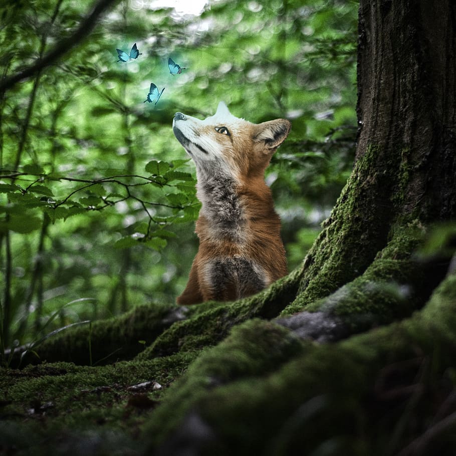 fox, animal, forest, trees, butterfly, blue, nature, landscape, leaves, fantasy