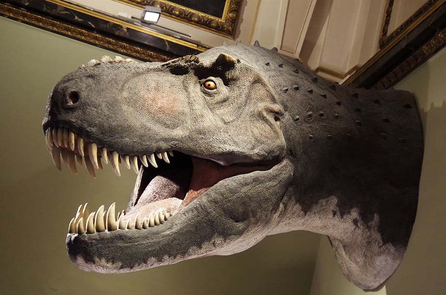 dinosaurio, rex, t-rex, dientes, museo, carnívoro, depredador, paleontología, esqueleto, animal