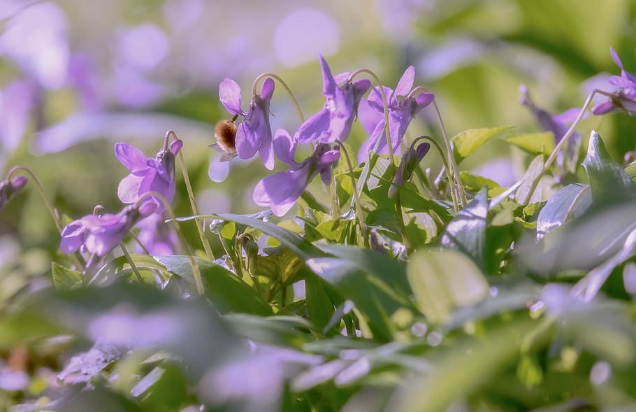 wald violet, violet, flowers, blossom, bloom, purple, fragrance, violet plant, violaceae, harbinger of spring