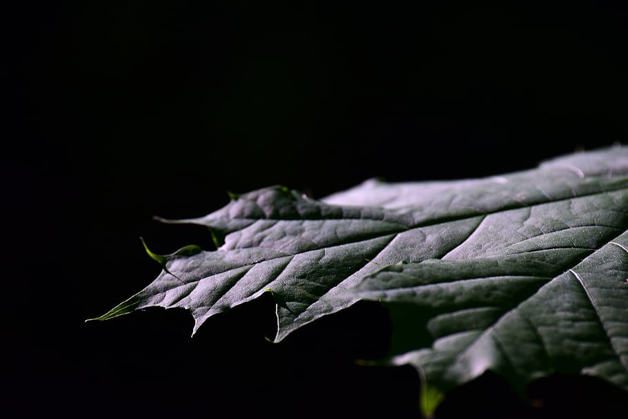 leaf, maple leaf, close up, structure, fibers, nature, green, dark, plant, black background