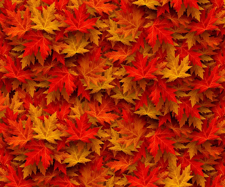autumn, case, fall leaves, nature, leaves, colorful, maple, leaf, fall foliage, fall color