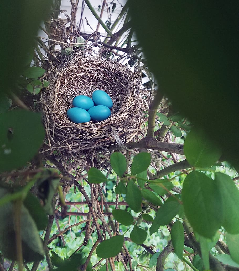 nest, eggs, robin, bird, bush, trees, nature, easter, colored, basket