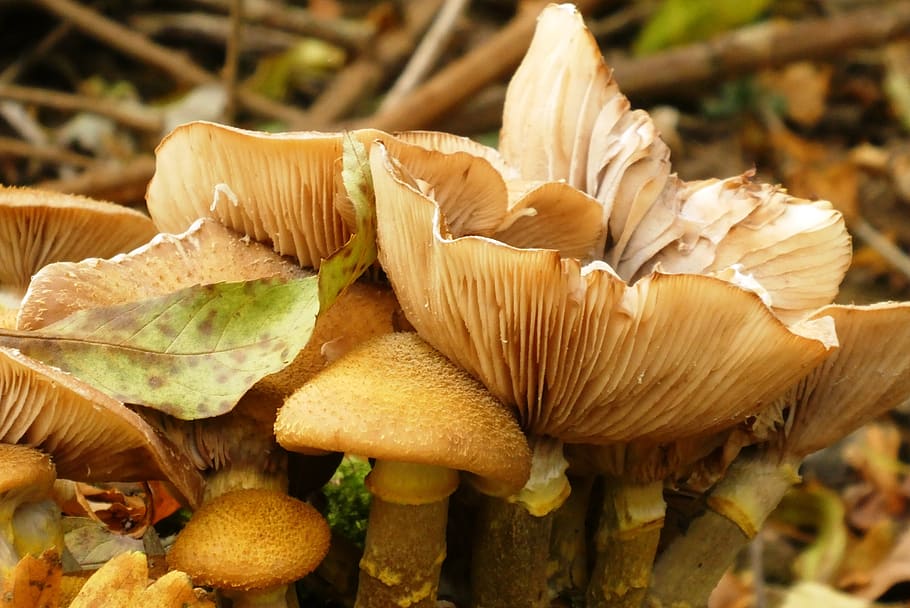 mushrooms, forest, autumn, nature, moist, forest floor, slats, hat, mushroom, fungus