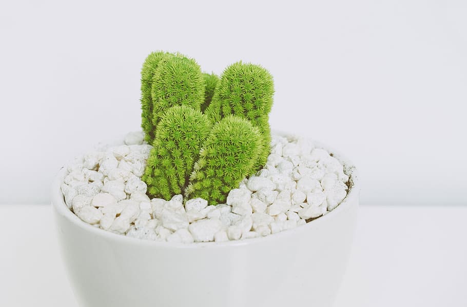 thing, plants, bonsai, cactus, green, thorn, pot, pebbles, rock, small