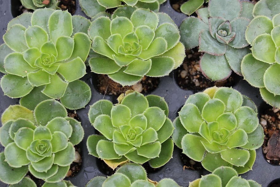 he aeonium, cuttings, succulent, gardening, plant, leaves, plants, green, growth, plant part