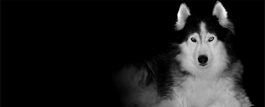 siberian husky, dog, wolf, wallpaper, one animal, mammal, animal themes, animal, pets, portrait