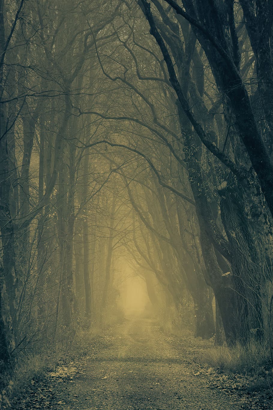 secreto, bosque, oscuridad, naturaleza, árboles, avenida, pasaje, pandilla, lejos, atmósfera