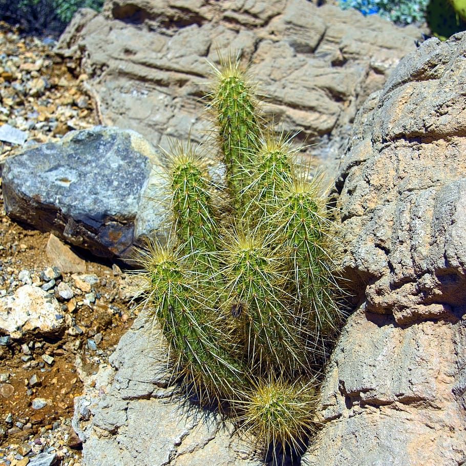 cactus erizo, cactus, planta, desierto, jardín, naturaleza, arizona, espinoso, botánico, flor