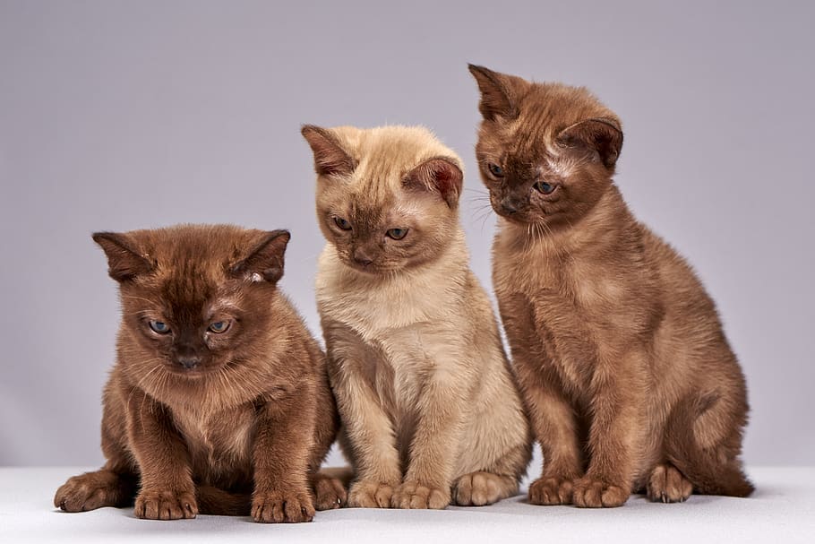 cute, little, sit, animals, kittens, kitten, cat, breed burmese, pets, group of animals