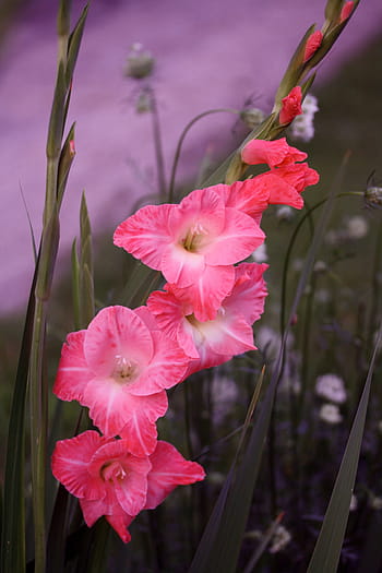 Fotos flor de gladiola rosa libres de regalías | Pxfuel