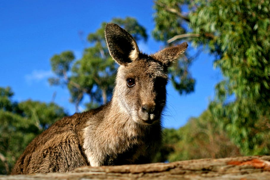 kangaroo, australia, nature, marsupial, wildlife, animal, wild, aussie, cute, victoria