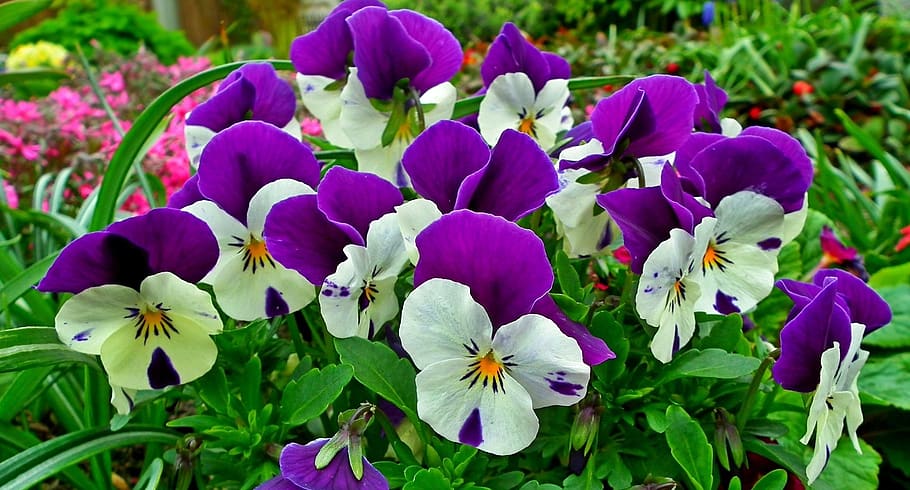 flower, pansies, colorful, nature, garden, leaf, plant, flowering plant, beauty in nature, freshness