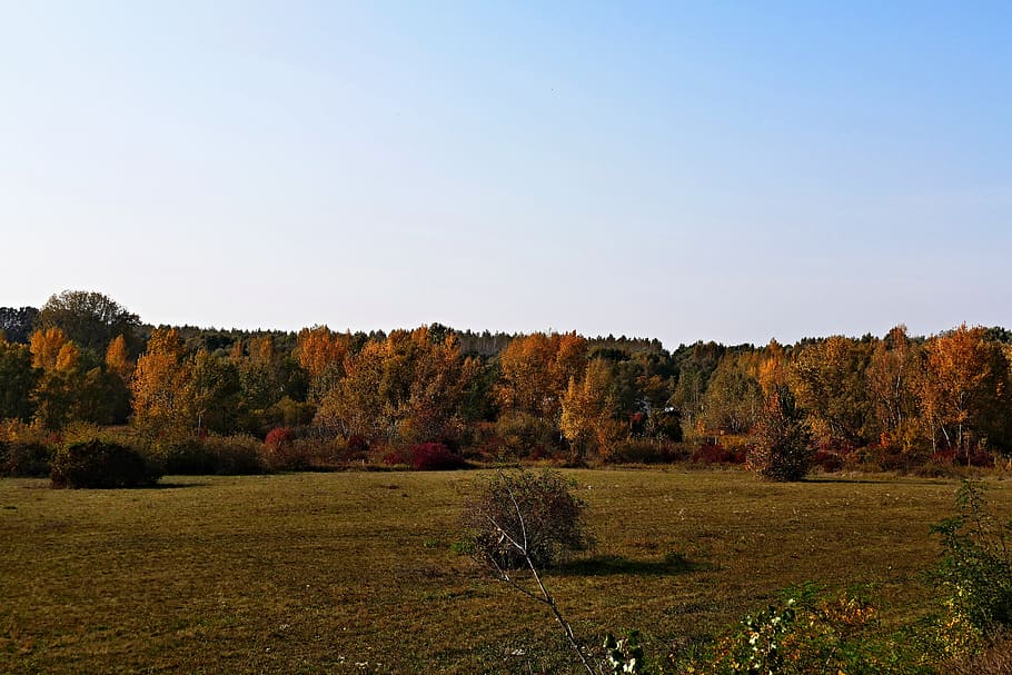 naturaleza, país, prado, árboles, otoño, el cielo, árbol, planta, cielo, escena tranquila