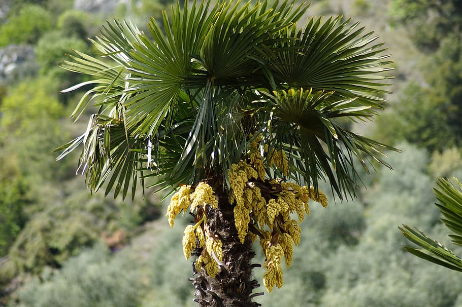 hemp palm, palm, palm tree, plant, palm flower, blossom, bloom, yellow, mediterranean, exotic