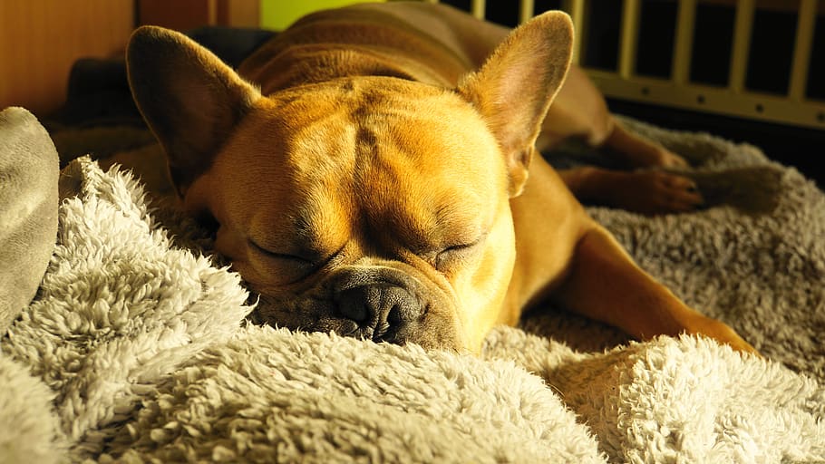 bulldog francés, perro, durmiendo, mascota, dulce, animal, encantador, roncando, soñando, sueños