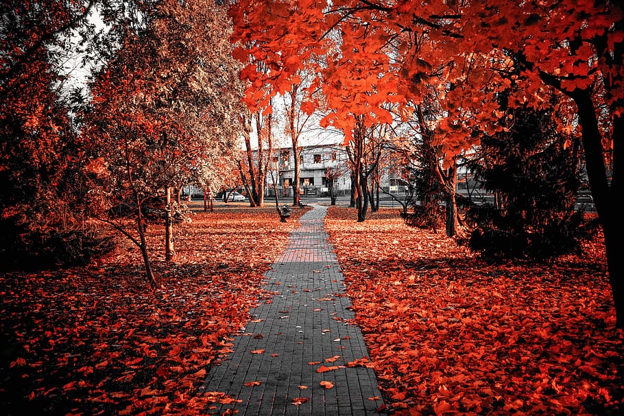 outono, vermelho, folhagem, cores, cor, natureza, folha, parque, praça, bonita