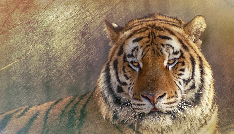 siberisk tiger, siberian tiger, the amur tiger, expensive, amurtiger, tiger, one animal, animal themes, animal, animal wildlife