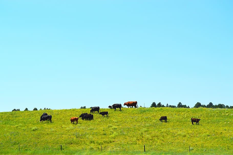 cows, grass, rural, farm, livestock, cattle, agriculture, countryside, animals, nature