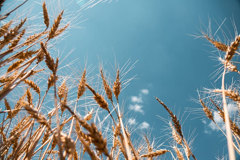 wheat field, bug's eye view, cereal, corn, farmers, field, fields, flowers, grain, ground