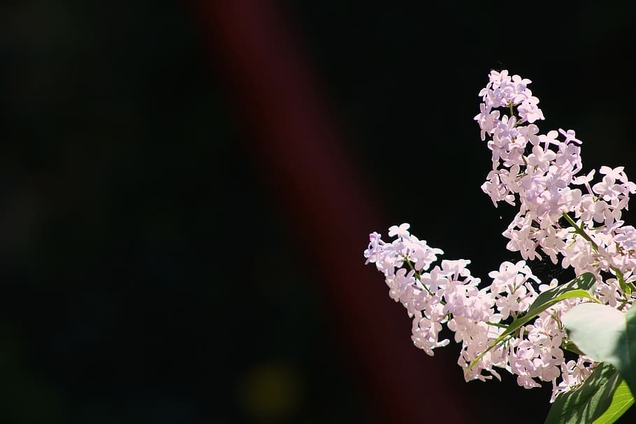 without, lilac, lilac flower, the background, wallpaper, flourishing without, black, bush, plant, nature