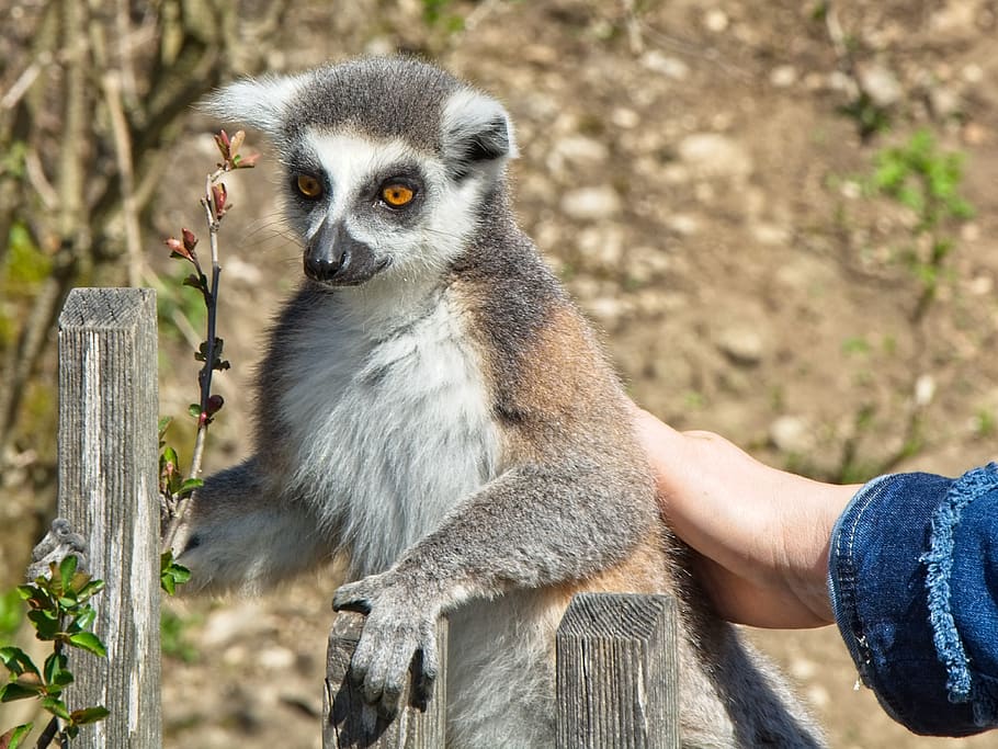 ring tailed lemur, lemur catta, lemur, madagascar, animal, mammal, prosimians, primates, curious, sit