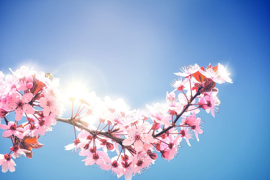 spring, cherry blossoms, plenty of natural light, flowers, light, hell, sun, sunlight, sky, blue