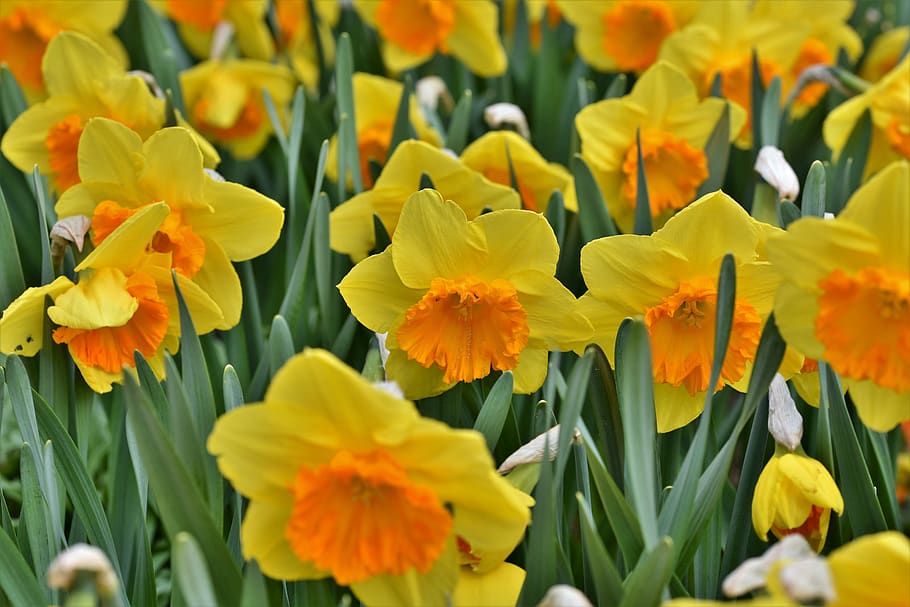 narcissus, blossom, bloom, yellow, spring flower, flower, harbinger of ...