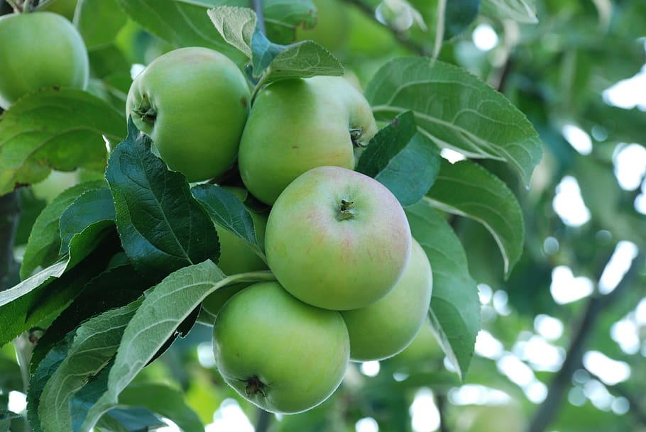 manzana, fruta, verde, fruta del árbol, naturaleza, otoño, cosecha, maduro, manzano, hojas