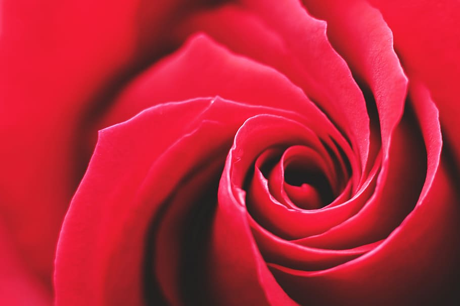 bunga mawar merah, alam, bunga, hD Wallpaper, cinta, merah, roman, romantis, mawar, valentines