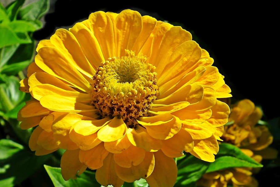 zinnia, yellow, flower, nature, garden, summer, the petals, closeup, blooming, decorative