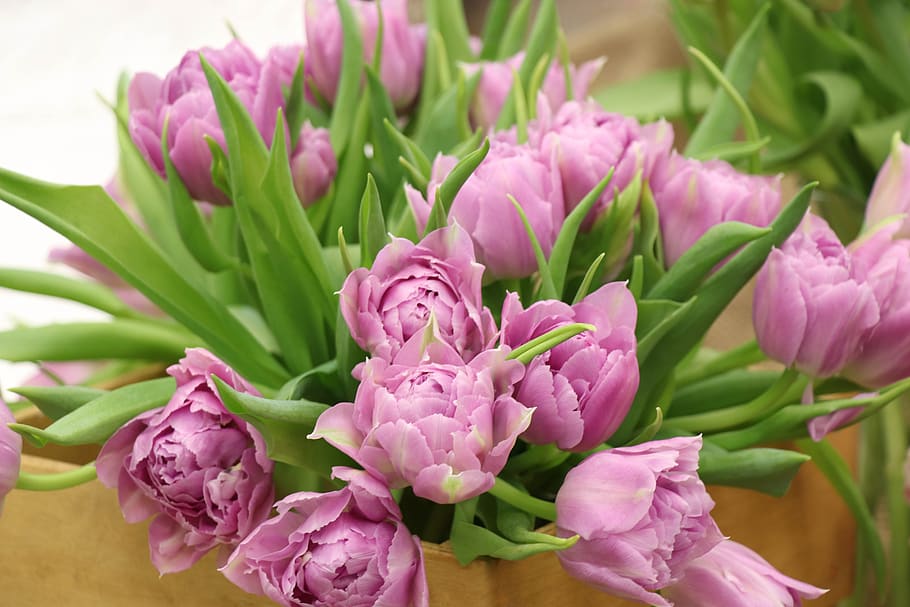 tulips, bouquet, pink, lilac, spring, leaves, gift, congratulation, march 8, flower