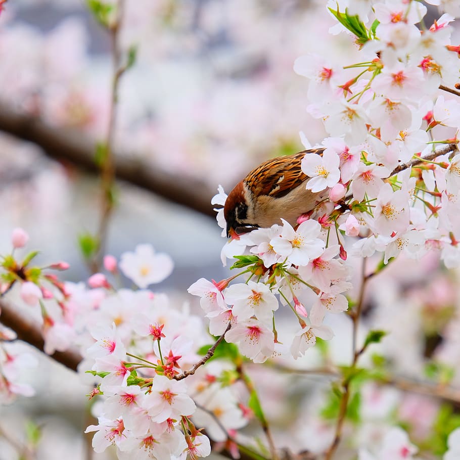 flower, cherry blossom, spring, blooming, birds, branch, flowering plant, fragility, plant, beauty in nature
