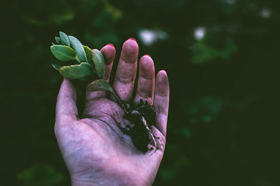 woman, plant, hand, nature, female, girl, roots, dark, small, flower