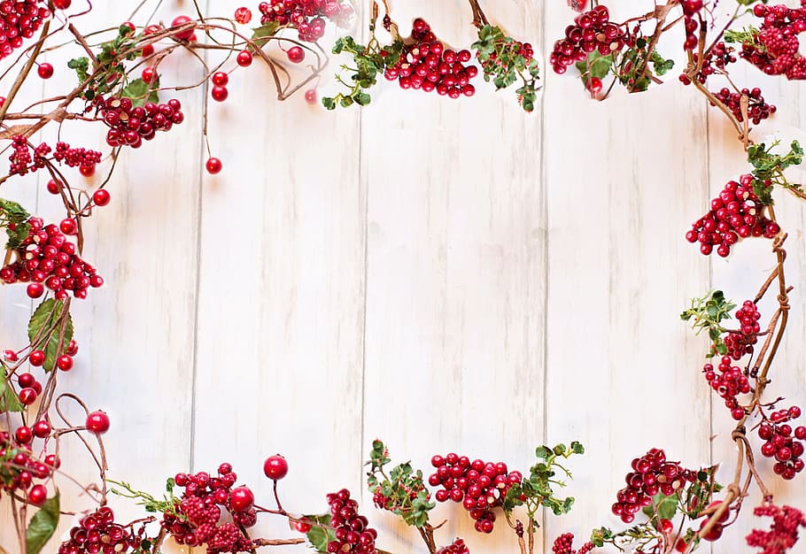 border, frame, text space, red berries, christmas, holiday, winter, vines, decorative, plant