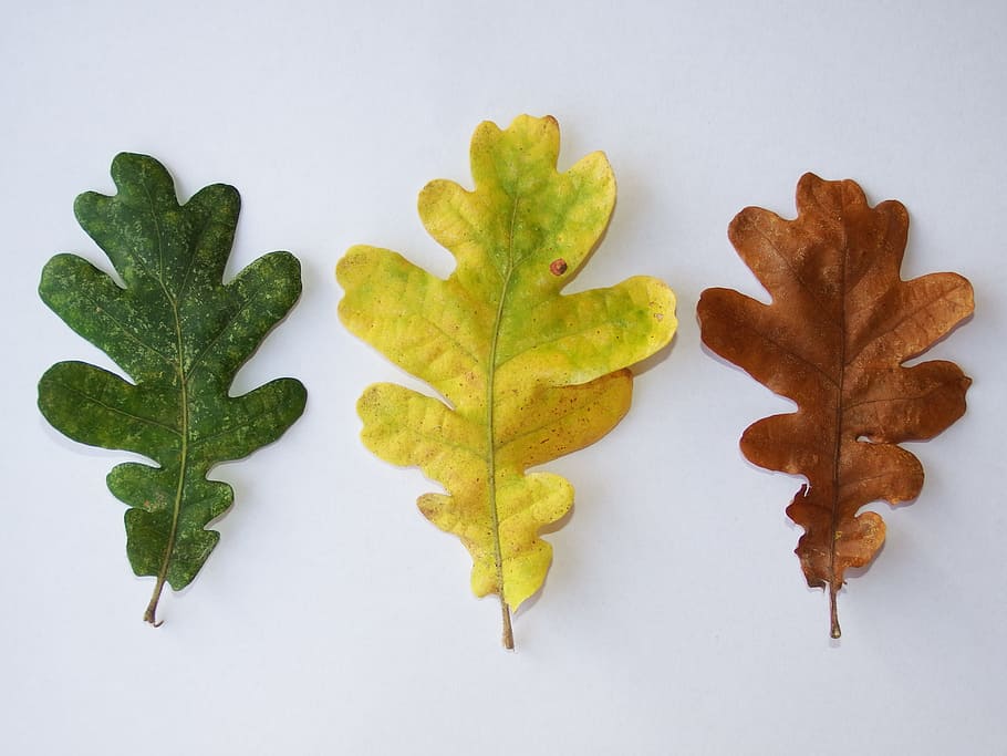 hojas, otoño, naturaleza, verde, amarillo, marrón, colores, hoja, parte de la planta, tiro del estudio